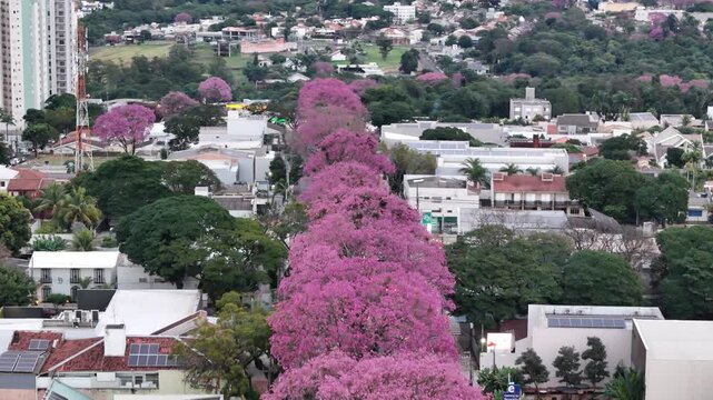Maring&aacute;, Paran&aacute;, com a florada dos Ip&ecirc;s pelas avenidas, um contraste dos corredores rosa e roxo em meio ao verde e cinza. 
Aerial drone view of purple ip&ecirc; trees blooming in Maring&aacute;, Paran&aacute;, Brazil