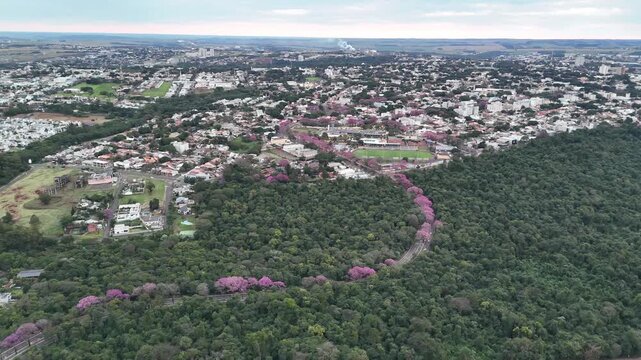 Maring&aacute;, Paran&aacute;, com a florada dos Ip&ecirc;s pelas avenidas, um contraste dos corredores rosa e roxo em meio ao verde e cinza. 
Aerial drone view of purple ip&ecirc; trees blooming in Maring&aacute;, Paran&aacute;, Brazil
