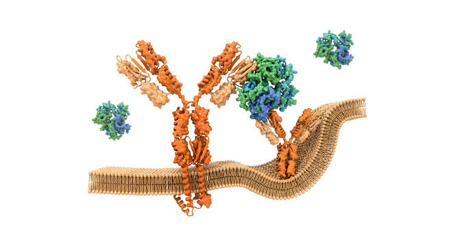High-Detail 3D Render of B Cell Receptor Binding to Antigen on Cell Membrane Isolated on White Background
