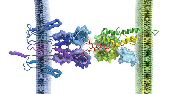 Detailed 3D Scientific Render of a T Cell Receptor Interacting with an Antigen-Presenting MHC Molecule