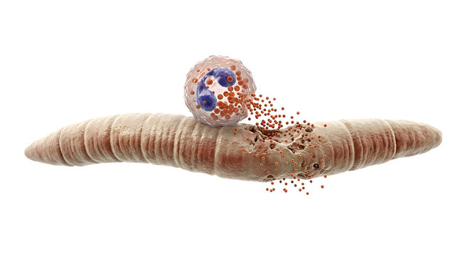 Hyper-Realistic 3D Medical Render of an Eosinophil Attacking a Multicellular Parasite with Toxic Granules
