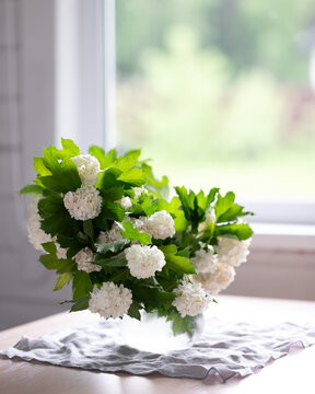 Snowball viburnum bouquet by the window with greenery
