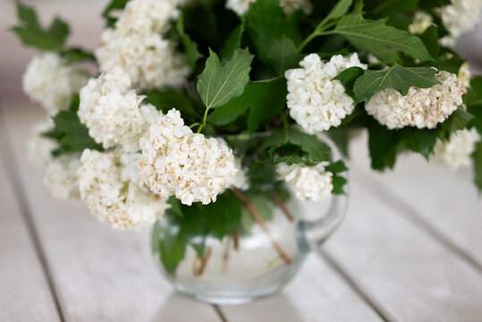 Elegant snowball viburnum bouquet in clear vase