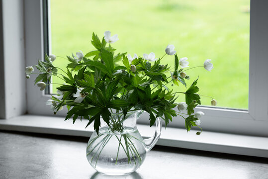 Anemone flowers in a vase by a window