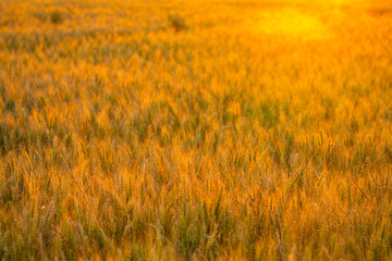 Obraz premium Wheat stands in countryside. Wheat ear holds awn. Summer wheat meets sunset. Backlit wheat forms background.