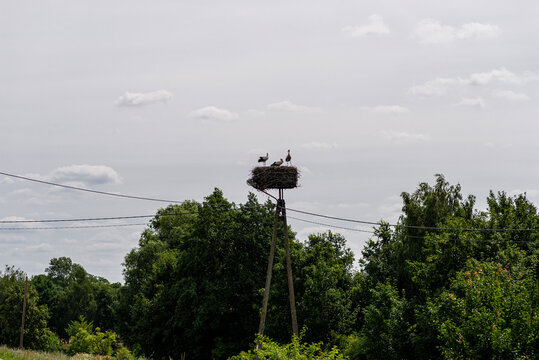 Three storks nesting on an electric pole in poland
