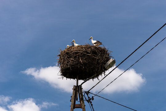 Storks nesting on electric utility pole in poland