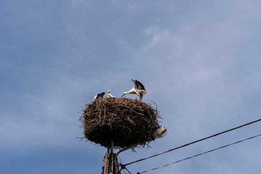 Three storks nesting on electric pole in poland