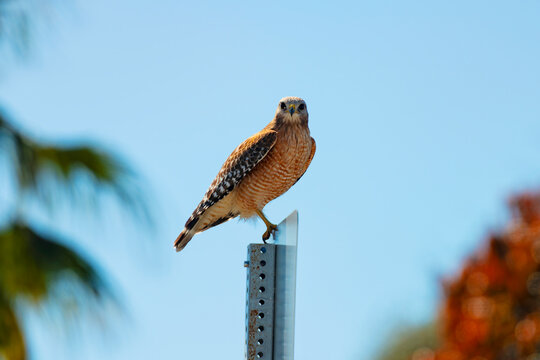 Red-shouldered Hawk Face-off