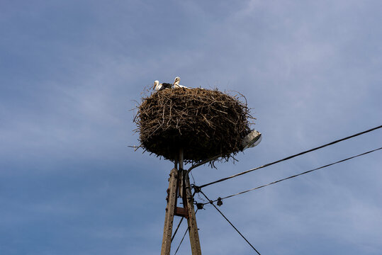 Storks nesting on electric pole in poland