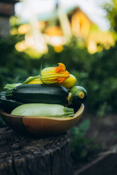 Freshly harvested zucchini in a wooden bowl