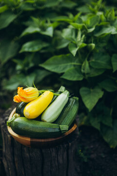 Freshly harvested zucchini with a flower in garden