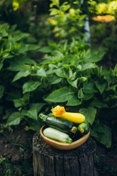 Fresh zucchini harvest in a garden setting