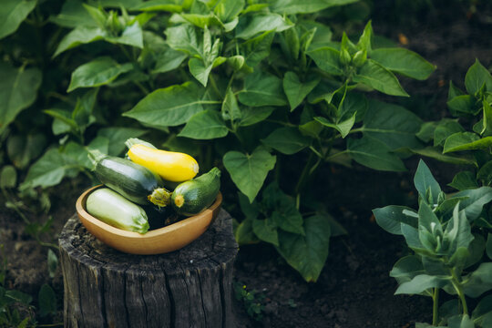 Fresh zucchini in wooden bowl during harvest