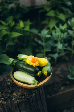 Fresh zucchini harvest in a garden setting