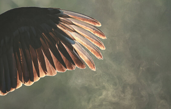 Beauty in the Beast Gorgeous Vulture Backlit Wing in the Everglades Morning Misty Light