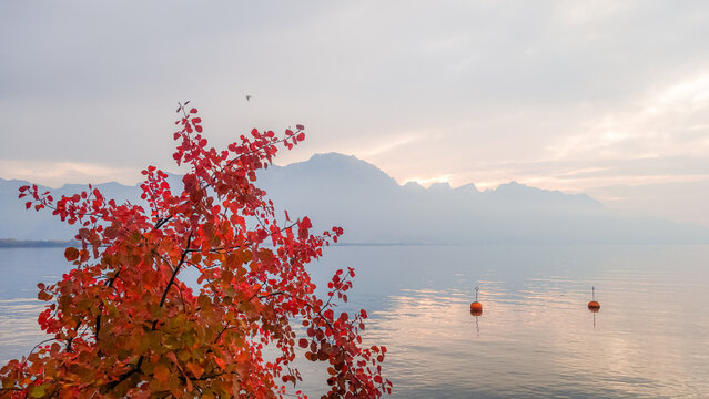 Colourful autumn tree by calm lake with misty mountain