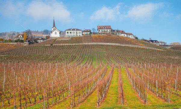Colorful autumn vineyard hillside landscape with village