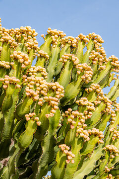 Close-up of flowering euphorbia cactus against blue sky