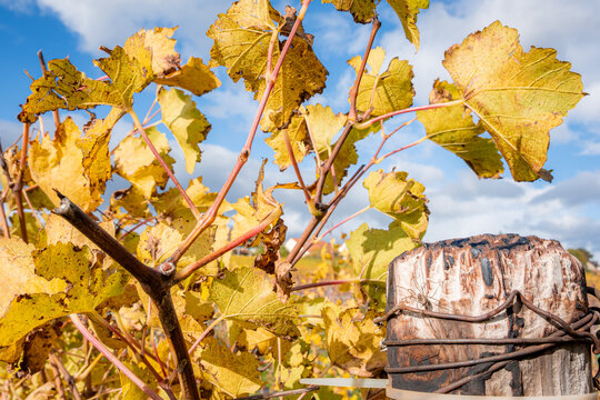 Golden autumn vineyard with vibrant foliage
