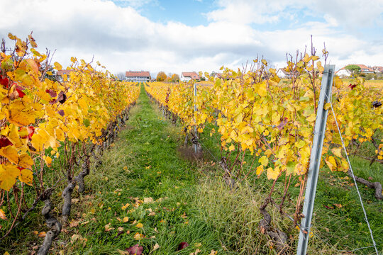 Vineyard with vibrant autumn foliage under blue sky