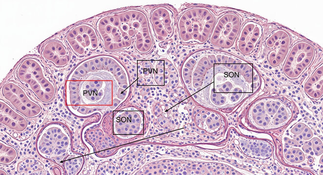 Histological Micrograph of Brain Tissue Hypothalamus Highlighting PVN DPN and SON Nuclei Structures