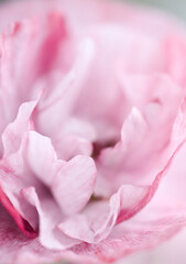 Fototapeta premium Close up of Red and Pink Poppy Flower Petals