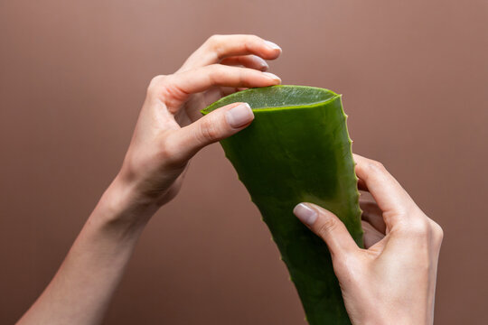 Caucasian woman hands holding aloe vera leaf gel slice