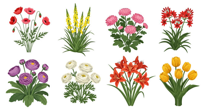 Beautiful Hand Drawn Garden Flowers Set Including Poppy, Tulip, Lily, and Chrysanthemum on White Background