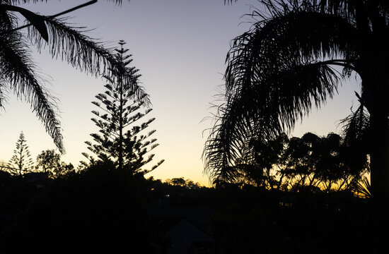 Urban sunset through silhouette foliage of palms and trees