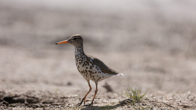 A Spotted Sandpiper backlit by afternoon sun on a summer day stands on the muddy shore of a small lake in Utah USA next to a tuft of green grass. 