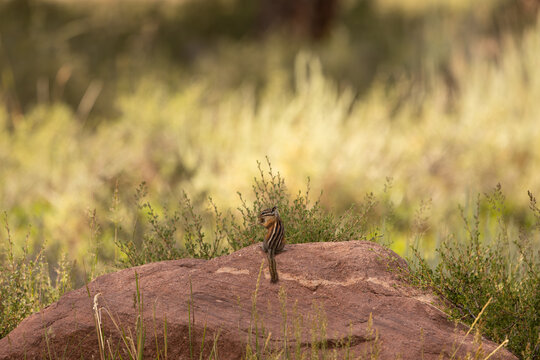 A tiny chipmunk sits on a sandstone boulder in the shade while nibbling on seeds from a dry flower head while light and shadow make layers on the plants in background. 