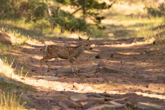 A mule deer fawn trots across a small dirt road late on a summer evening in the Ashley National Forest Utah USA, its spotted coat helping it blend in to the sun dappled background.