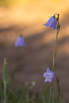 Deep blue Harebell flowers nod in the evening breeze while shadows creep across the ground in the background in the Ashley National Forest near Flaming Gorge Utah USA on a summer evening.