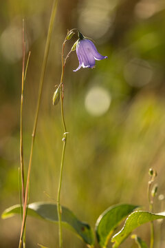 A Harebell flower hangs from its slender stalk backlit by afternoon sunlight in the Ashley National Forest near Flaming Gorge Utah USA on a hot summer day.