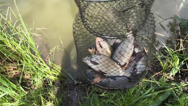Fish trapped in fishing keepnet hanging above water after successful catch. Concept of recreational fishing and freshwater fish harvest.