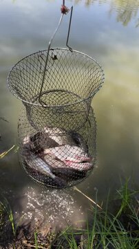 Fish trapped in fishing keepnet hanging above water after successful catch. Concept of recreational fishing and freshwater fish harvest. Vertical video