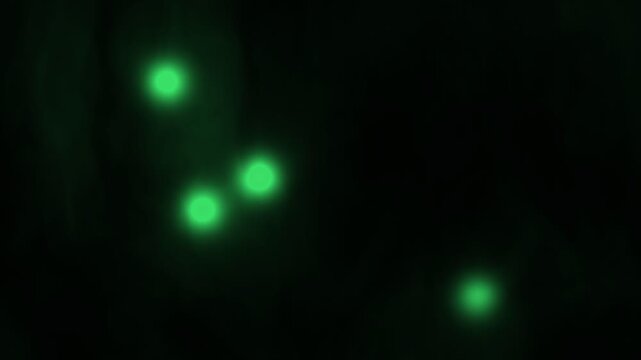 Seamless 4K loop of mystical green glowing will-o'-the-wisp orbs drifting through ethereal fog and mist, magical spirit lights floating in a supernatural sequence with transparent background.