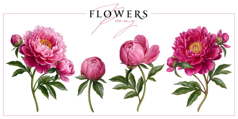 Obraz premium Blooming peony flowers and buds isolated on a white background. Vintage painting style illustration.