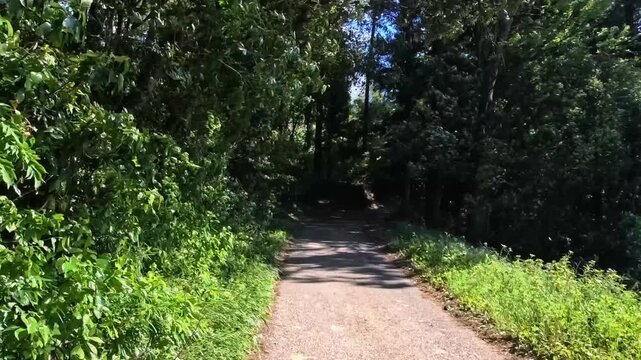 Quiet walkway surrounded by green bushes and trees under clear sky