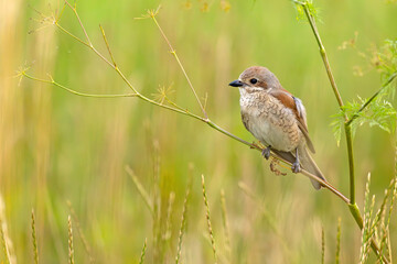 Młody gąsiorek (Lanius collurio) z prążkowanym brzuchem na łodydze rośliny na łące © Grzegorz