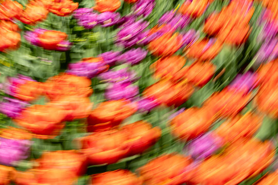 Impressionistic motion blur of colorful tulip flower bed