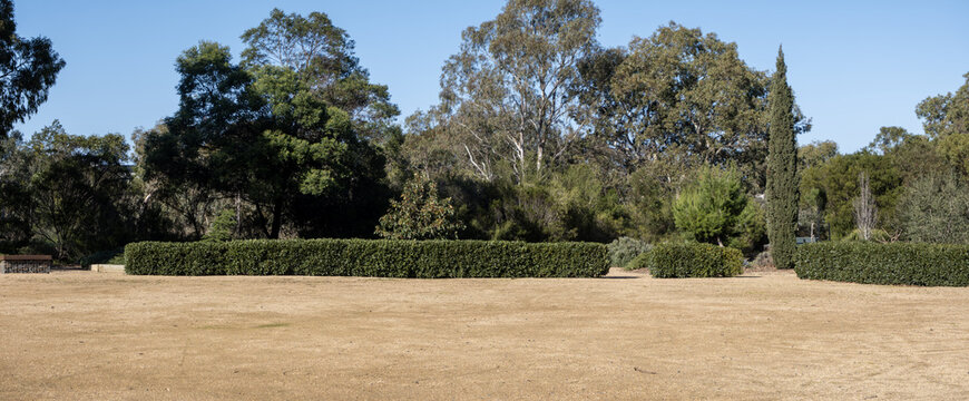 Open dry decomposed granite path or pea gravel surface bordered by manicured hedges and native eucalyptus trees.&nbsp;Natural background texture with copy space. Panoramic backdrop of an Australian garden.