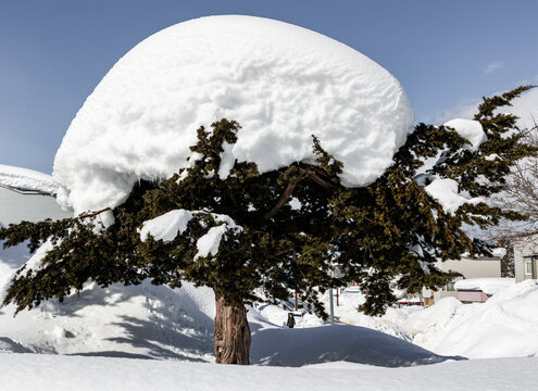 Massive Snow Cap on Evergreen Tree in Niseko Hokkaido