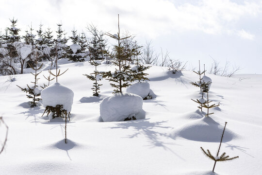 Snow-covered young fir tree in winter landscape, Japan