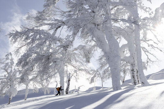 Splitboarder touring in Japan powder among snow trees