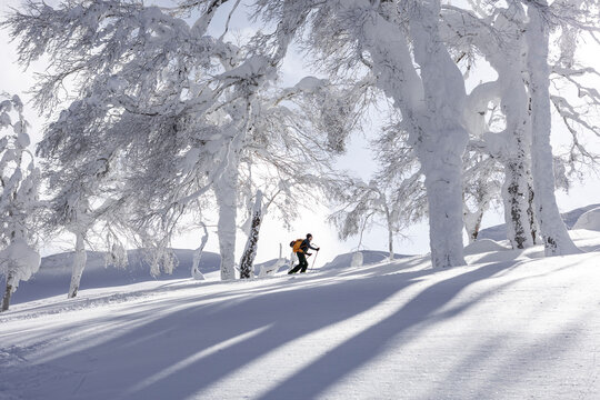 Splitboarder touring in Japan powder among snow trees