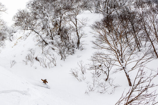Snowboarder carving powder in snowy Japan forest slope