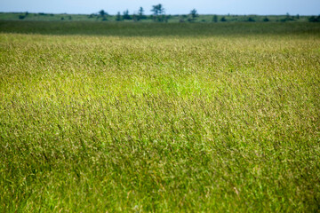 Lush green pasture field thriving in Hokkaido during early summer growing season © kei u