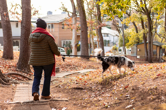 Person walking dog on leash through autumn park neighborhood